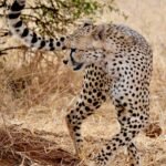 Serengeti wildlife safari cheetah
