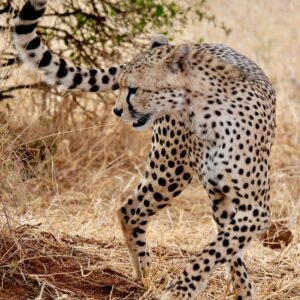 Serengeti wildlife safari cheetah