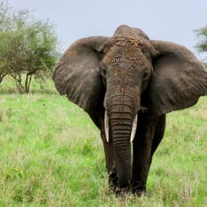 Big five safari