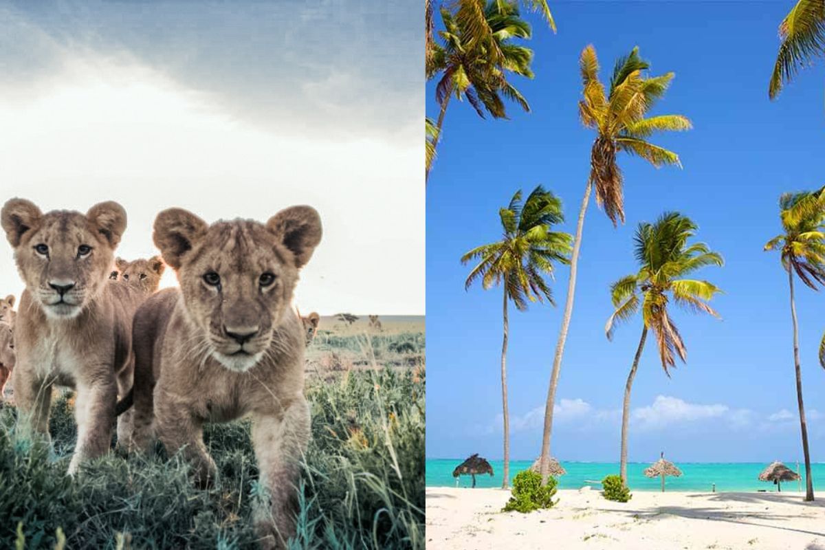 10 days Tanzania Safari and Zanzibar Beach | Chimera African Safaris