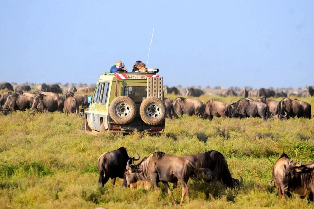 3 Days Serengeti Safari Trip | Chimera African Safaris