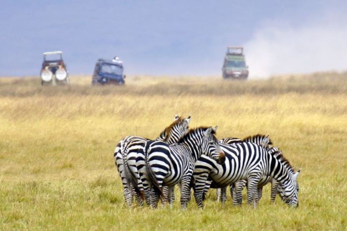 5 Days Ndutu Safari Package | Chimera African Safaris