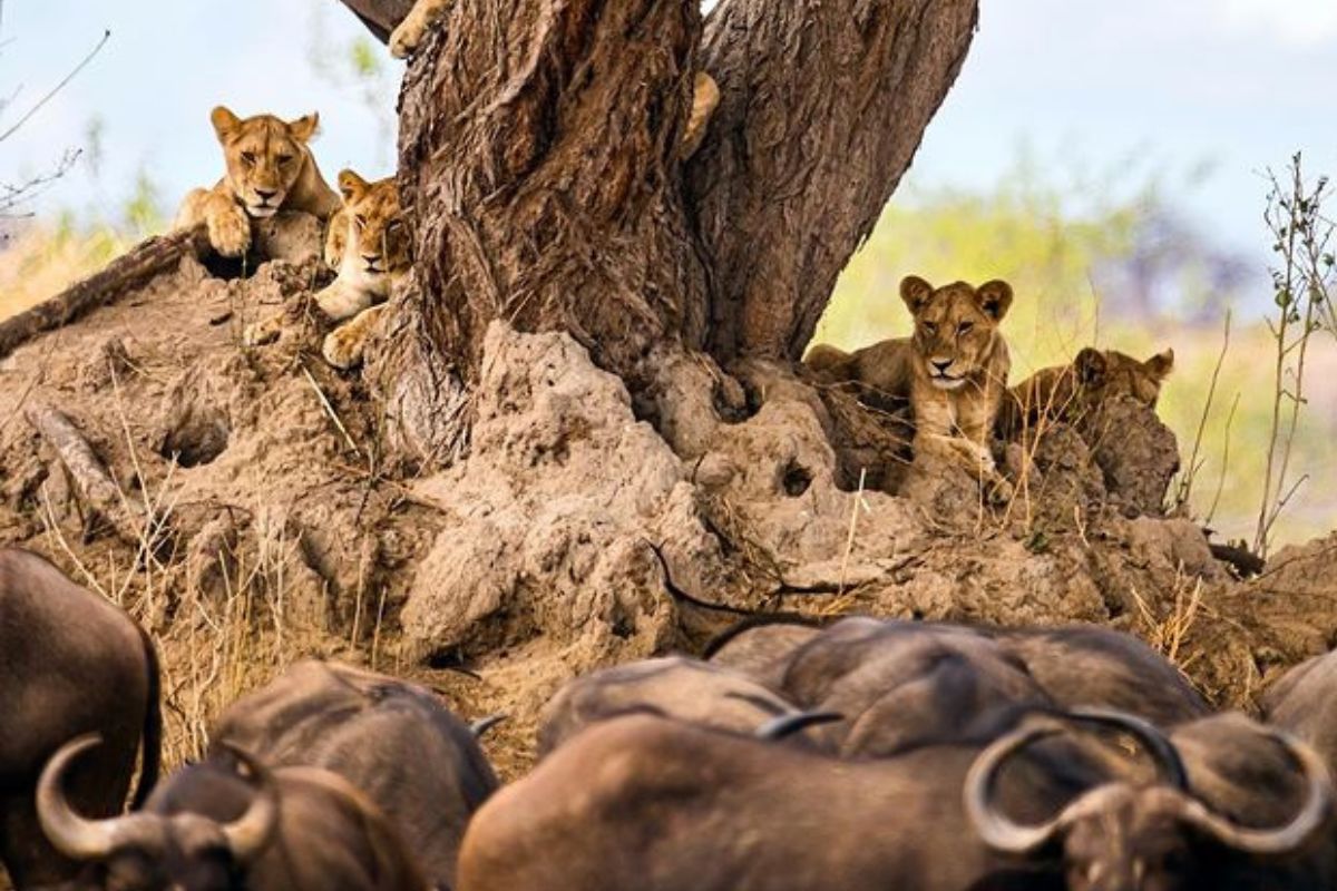 7 Days Big Cats Tour Ngorongoro & Serengeti | Chimera African Safaris