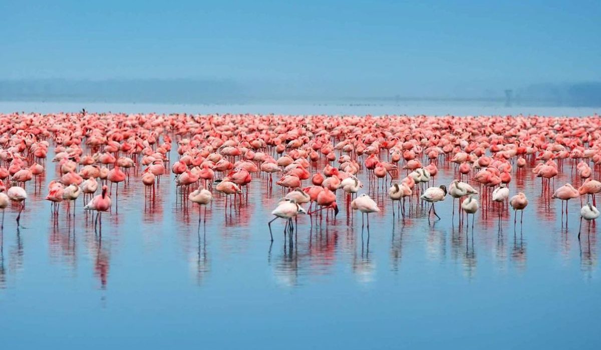 Lake Manyara National Park | Chimera African Safaris