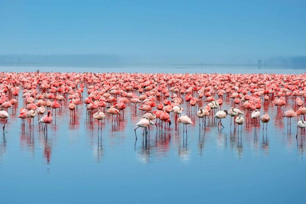 Lake Manyara National Park | Chimera African Safaris