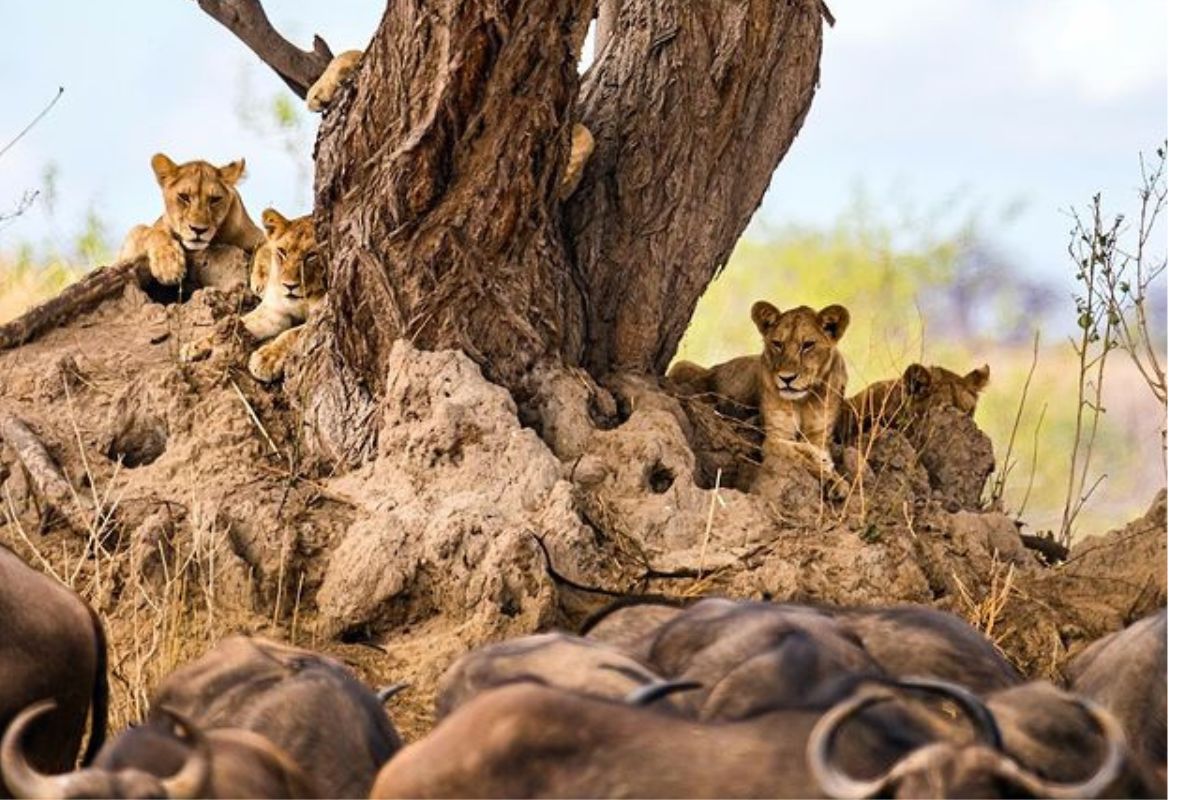 Northern Serengeti: Kogatende, Lobo, and Lamai | Chimera African Safaris