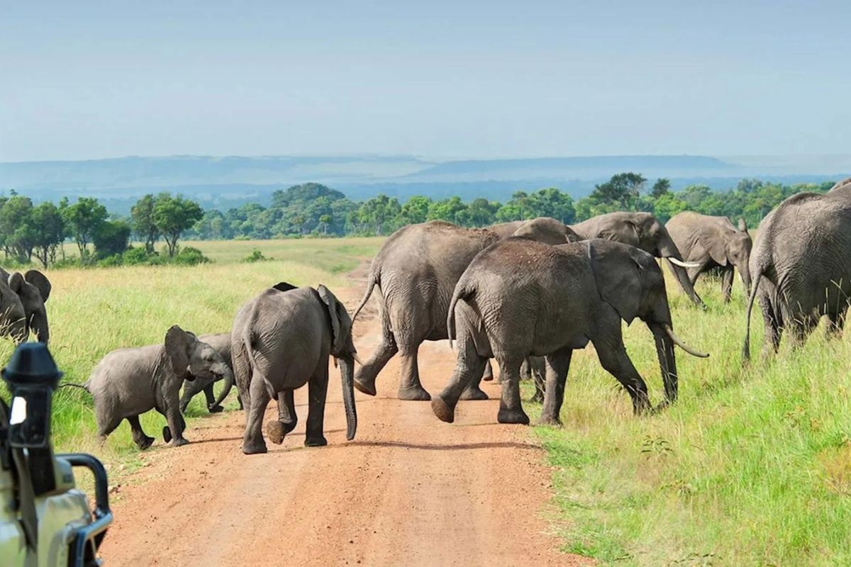 Nyerere National Park | Chimera African Safaris