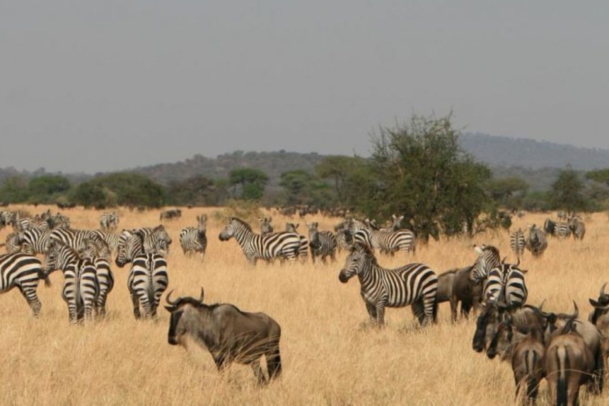 Serengeti Wildebeest Migration | Chimera African Safaris