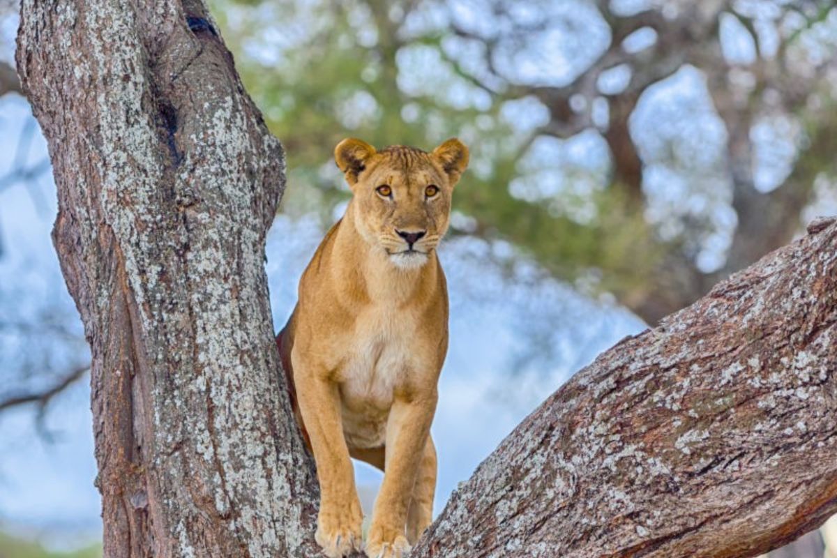 Tarangire National Park | Chimera African Safaris