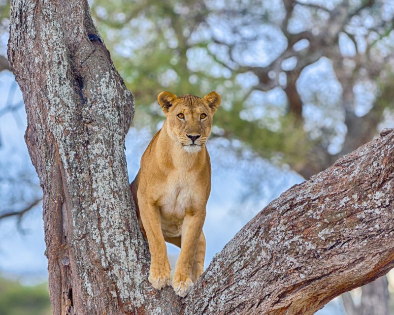 Tarangire National Park | Chimerafrican Safaris