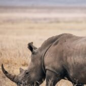 best safari company