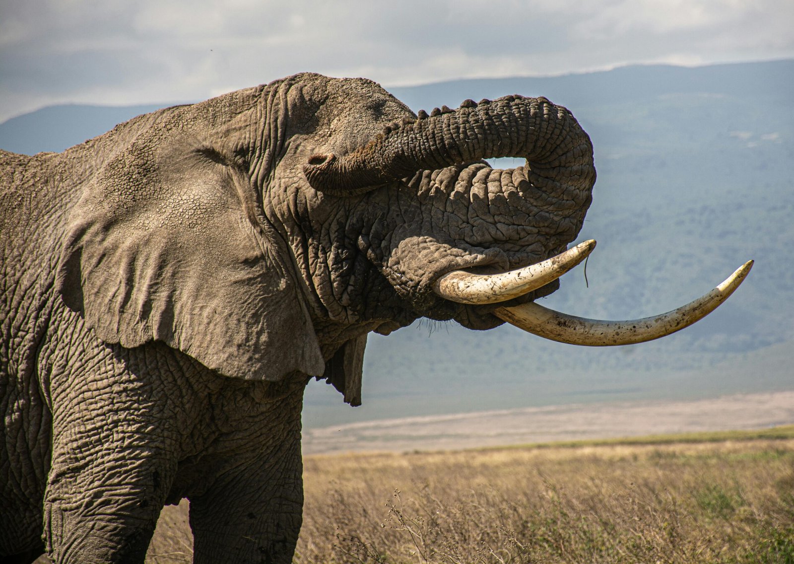 Tarangire