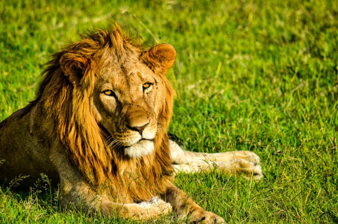 4 days Tanzania safari