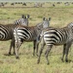 Ngorongoro ngorongoro crater 1