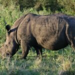 Ngorongoro rhino in ngorongoro