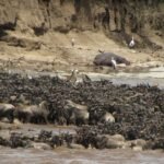 serengeti great migration