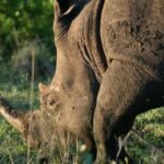 Ngorongoro tanzania tours company