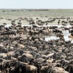 serengeti national park