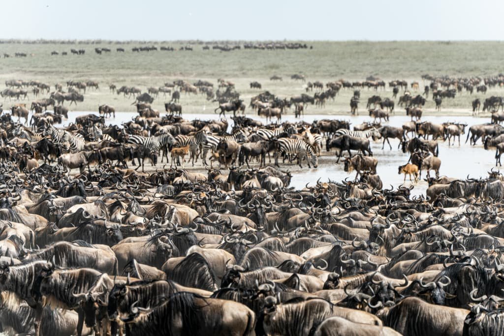 serengeti national park
