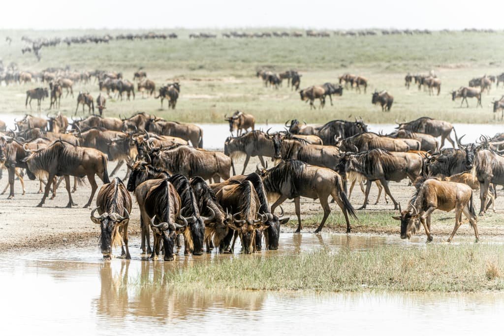 wildbeest migration