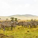 wildlife animals