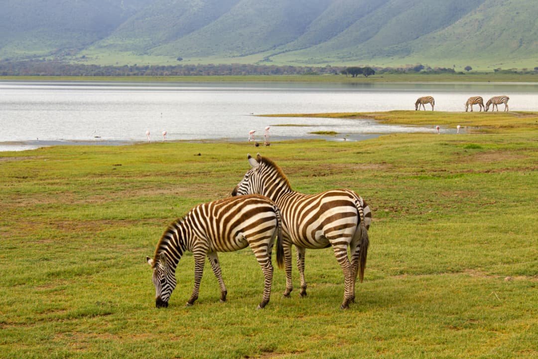 zebra in lake manyara