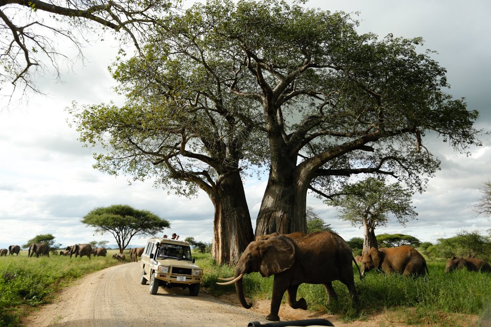 Trangire national park