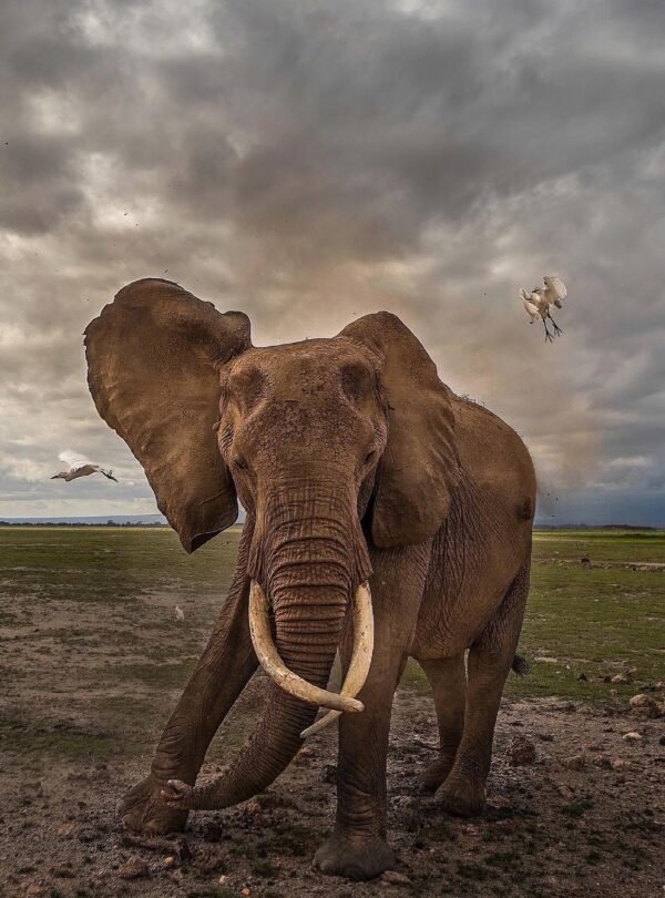 Alpha elephant