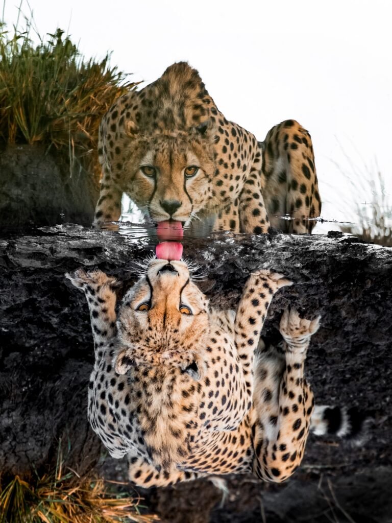 leopard drinking water