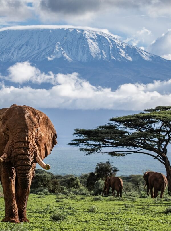 safari & kilimanjaro6
