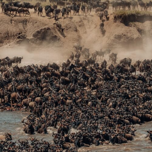 sesrengeti great migration