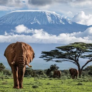 Tanzania safari FAQ