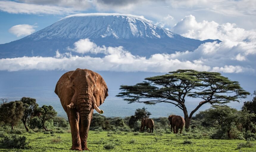 Title: Unlocking the Summit: Kilimanjaro Climbing Routes & Their Success Rates Explained