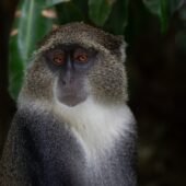 zanzibar safaris